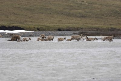 Caribou, Herd, crossing river-062709-ANWR, Aichilik River, AK-#0217.jpg
