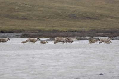 Caribou, Herd, crossing river-062709-ANWR, Aichilik River, AK-#0220.jpg