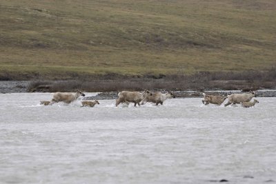 Caribou, Herd, crossing river-062709-ANWR, Aichilik River, AK-#0221.jpg