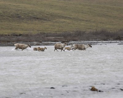 Caribou, Herd, crossing river-062709-ANWR, Aichilik River, AK-#0223.jpg