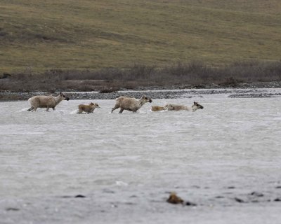 Caribou, Herd, crossing river-062709-ANWR, Aichilik River, AK-#0224.jpg