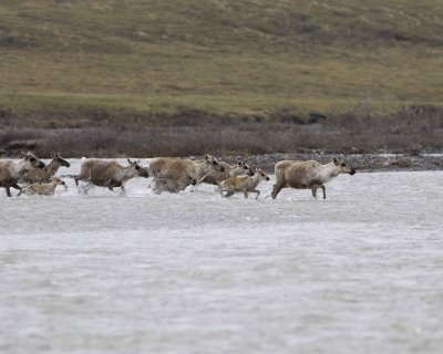 Caribou, Herd, crossing river-062709-ANWR, Aichilik River, AK-#0225.jpg