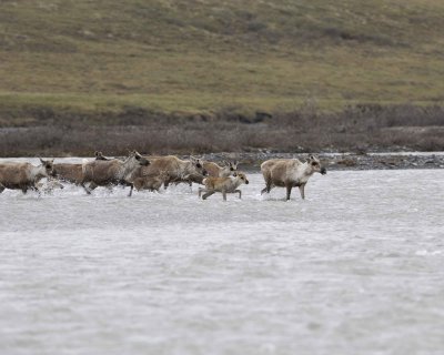Caribou, Herd, crossing river-062709-ANWR, Aichilik River, AK-#0226.jpg
