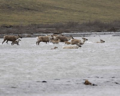 Caribou, Herd, crossing river-062709-ANWR, Aichilik River, AK-#0228.jpg