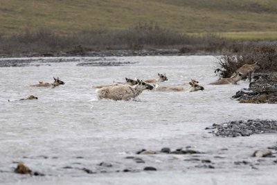 Caribou, Herd, crossing river-062709-ANWR, Aichilik River, AK-#0231.jpg