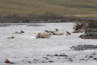 Caribou, Herd, crossing river-062709-ANWR, Aichilik River, AK-#0232.jpg