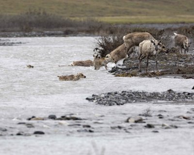 Caribou, Herd, crossing river-062709-ANWR, Aichilik River, AK-#0235.jpg