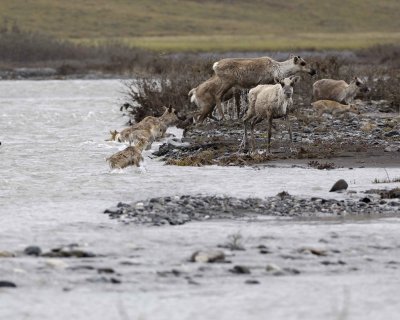 Caribou, Herd, crossing river-062709-ANWR, Aichilik River, AK-#0237.jpg