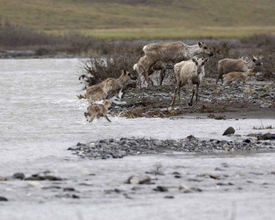 Caribou, Herd, crossing river-062709-ANWR, Aichilik River, AK-#0238.jpg