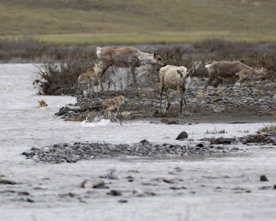 Caribou, Herd, crossing river-062709-ANWR, Aichilik River, AK-#0243.jpg