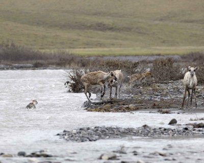 Caribou, Herd, crossing river-062709-ANWR, Aichilik River, AK-#0249.jpg