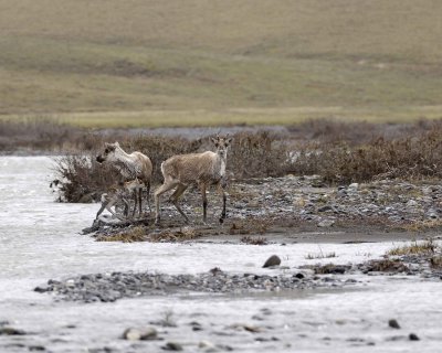 Caribou, Herd, crossing river-062709-ANWR, Aichilik River, AK-#0252.jpg