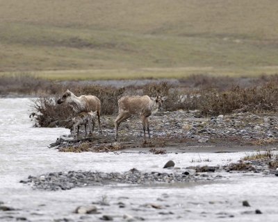 Caribou, Herd, crossing river-062709-ANWR, Aichilik River, AK-#0254.jpg