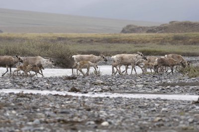Caribou, Herd, crossing river-062709-ANWR, Aichilik River, AK-#0268.jpg