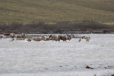 Caribou, Herd, crossing river-062709-ANWR, Aichilik River, AK-#0479.jpg
