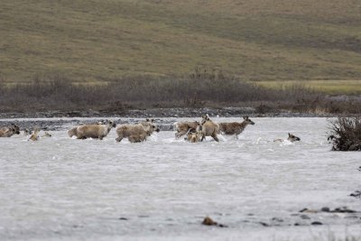 Caribou, Herd, crossing river-062709-ANWR, Aichilik River, AK-#0481.jpg