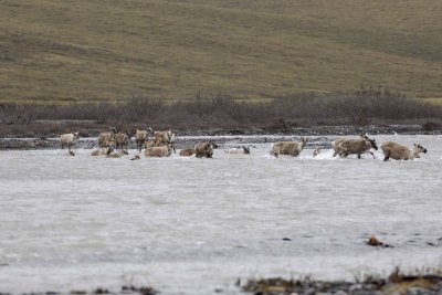 Caribou, Herd, crossing river-062709-ANWR, Aichilik River, AK-#0482.jpg