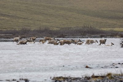 Caribou, Herd, crossing river-062709-ANWR, Aichilik River, AK-#0484.jpg