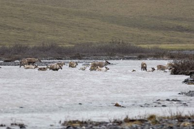 Caribou, Herd, crossing river-062709-ANWR, Aichilik River, AK-#0485.jpg