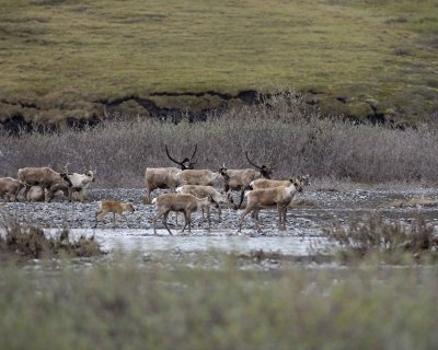 Caribou, Herd, crossing river-062709-ANWR, Aichilik River, AK-#1142.jpg