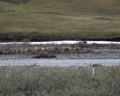 Caribou, Herd, crossing river-062709-ANWR, Aichilik River, AK-#1147.jpg