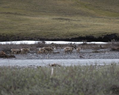 Caribou, Herd, crossing river-062709-ANWR, Aichilik River, AK-#1150.jpg