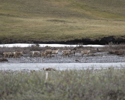 Caribou, Herd, crossing river-062709-ANWR, Aichilik River, AK-#1152.jpg