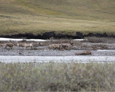 Caribou, Herd, crossing river-062709-ANWR, Aichilik River, AK-#1157.jpg
