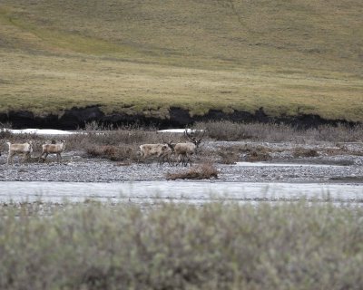 Caribou, Herd, crossing river-062709-ANWR, Aichilik River, AK-#1159.jpg