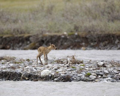 Caribou, very young Calf, calling to Cow-062709-ANWR, Aichilik River, AK-#0709.jpg