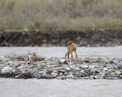 Caribou, very young Calf, calling to Cow-062709-ANWR, Aichilik River, AK-#0711.jpg