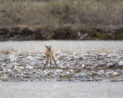 Caribou, very young Calf, calling to Cow-062709-ANWR, Aichilik River, AK-#0805.jpg