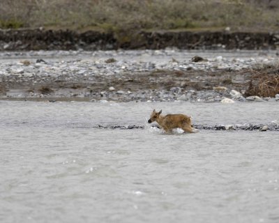 Caribou, very young Calf, crossing river-062709-ANWR, Aichilik River, AK-#0903.jpg