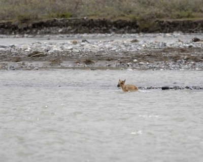 Caribou, very young Calf, crossing river-062709-ANWR, Aichilik River, AK-#0905.jpg