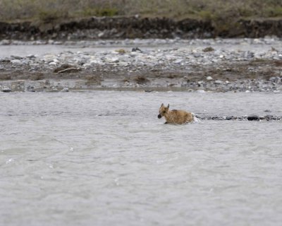 Caribou, very young Calf, crossing river-062709-ANWR, Aichilik River, AK-#0906.jpg