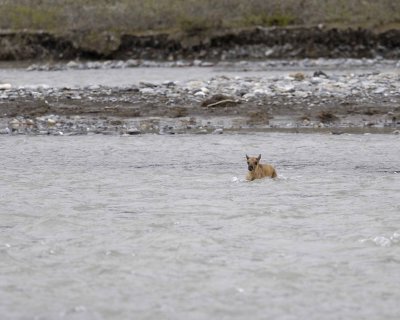 Caribou, very young Calf, crossing river-062709-ANWR, Aichilik River, AK-#0909.jpg