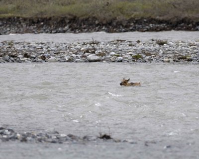 Caribou, very young Calf, crossing river-062709-ANWR, Aichilik River, AK-#0920.jpg