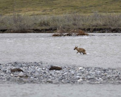 Caribou, very young Calf, crossing river-062709-ANWR, Aichilik River, AK-#0930.jpg