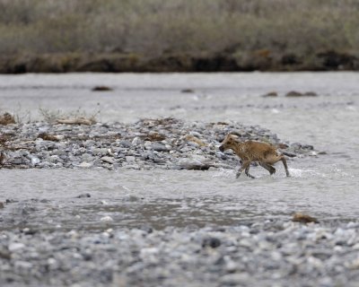 Caribou, very young Calf, crossing river-062709-ANWR, Aichilik River, AK-#0935.jpg
