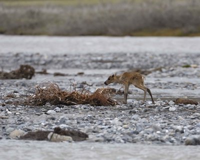 Caribou, very young Calf, crossing river-062709-ANWR, Aichilik River, AK-#0939.jpg