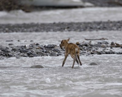 Caribou, very young Calf, struggling to keep up with Cow, 062709-ANWR, Aichilik River, AK-#0339.jpg