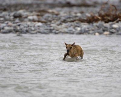 Caribou, very young Calf, swimming to Cow-062709-ANWR, Aichilik River, AK-#0973.jpg