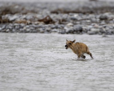 Caribou, very young Calf, swimming to Cow-062709-ANWR, Aichilik River, AK-#0976.jpg