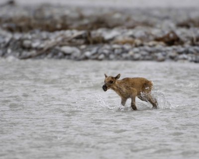 Caribou, very young Calf, swimming to Cow-062709-ANWR, Aichilik River, AK-#0978.jpg
