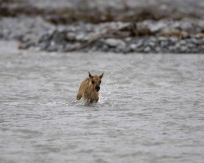Caribou, very young Calf, swimming to Cow-062709-ANWR, Aichilik River, AK-#0982.jpg