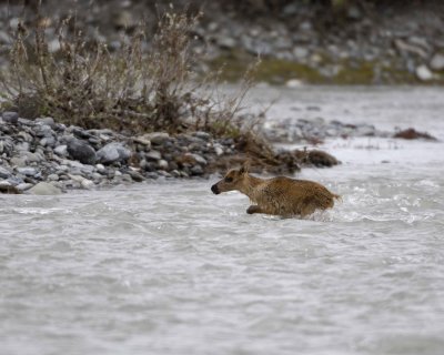 Caribou, very young Calf, swimming to Cow-062709-ANWR, Aichilik River, AK-#1015.jpg