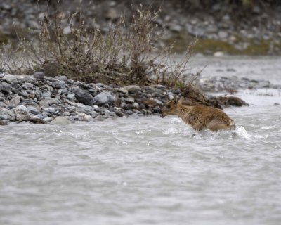 Caribou, very young Calf, swimming to Cow-062709-ANWR, Aichilik River, AK-#1020.jpg