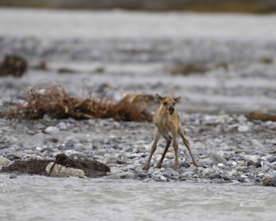 Caribou, very young Calf, waiting for Cow-062709-ANWR, Aichilik River, AK-#0967.jpg