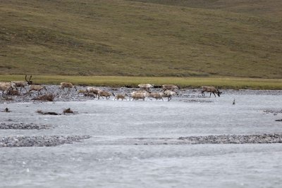 Caribou, Herd, crossing river-062809-ANWR, Aichilik River, AK-#0015.jpg