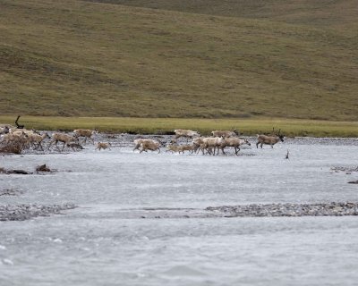 Caribou, Herd, crossing river-062809-ANWR, Aichilik River, AK-#0017.jpg